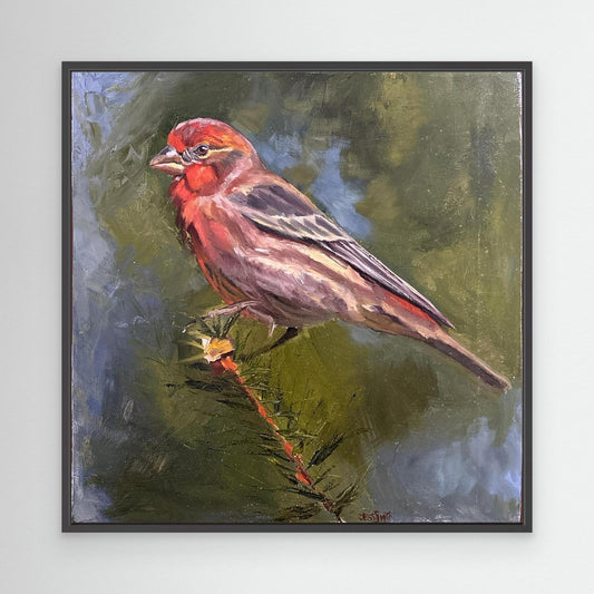 The Finch's Song